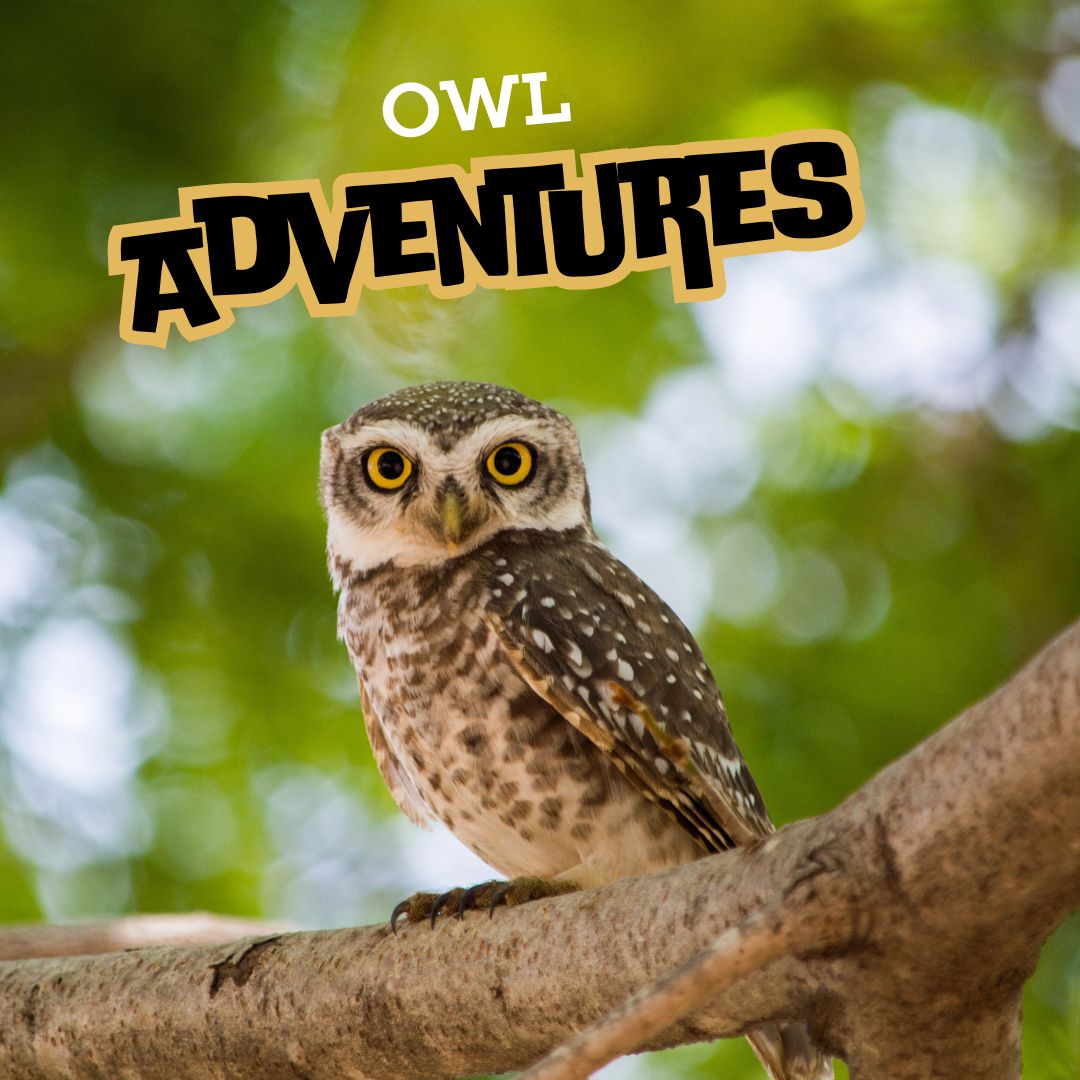 Owl Adventures with George Steele- Grades 2 & Up